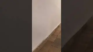 Lagarta no quintal