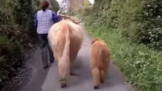 Halter training practice with Highland cattle