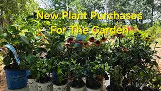 New Plant Purchases for the Garden. Sales and Markdowns.