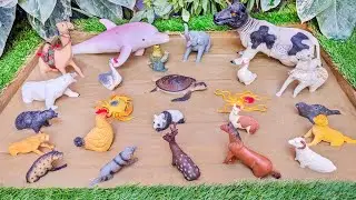 Sandy Safari: Sea and Farm Animals' Muddy Adventure for Kids' Learning Fun!