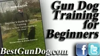 Gun Dog Training For The Beginner