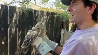 Owlet Rescue