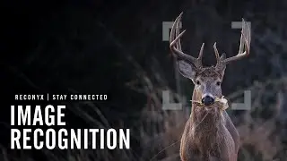 How to use Image Recognition