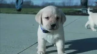 Merlin Weaver's Lab puppies