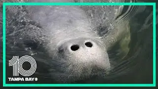 Supplemental feeding approved for starving manatees on Florida's east coast