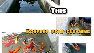 Rooftop fish pond cleaning 🧼 🐠🧹