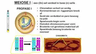 Lewenswetenskappe GR12 Meiose Les2