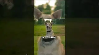 Reading Dog Smile #DogSmile #DogBodyLanguage #CanineJoy