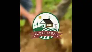 Yacon farming by Eco Chacras in Peru !