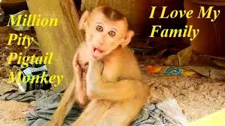 Million Sad Monkey Axel!! Axel missed home too much/ He is so lonely