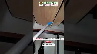 Cryonite Bed Bug Treatment in NYC | Chemical-Free Bed Bug Extermination