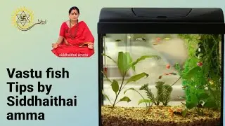Vastu Fish tips by Siddhaithai amma