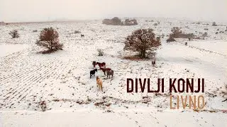 Divlji konji - Livno