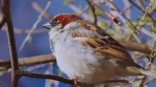 #Bird sound#birdlove #shot #love #nature #youtubeshorts #viral #birds #jangal#trending #motivation 