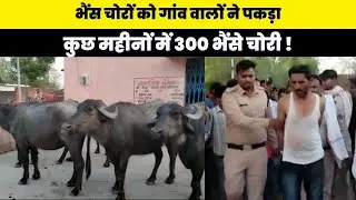 छतरपुर- गांव वालों ने पकड़े भैंसों के चोर, अब तक 300 भैंस हो चुकी चोरी !