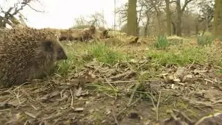 BBC News   Hedgehog sanctuary opens to halt huge decline in population