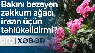 Zəhərli gül: Bakını bəzəyən zəkkum ağacı insan üçün təhlükəlidirmi? – ARB Xəbər