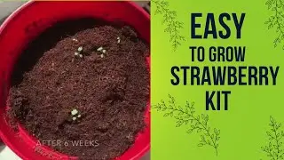 Easy to Grow Strawberry Kit from Dollarama