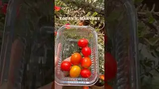 I Harvested Another Small Batch of 🍅Today #tomatoharvest #organicgardening #kitchengarden