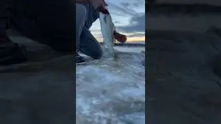 Striped Bass.🇺🇸#pescaesportiva #fishing #pesca #youtube