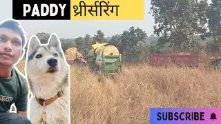 Paddy threshing 🎋🔥# harvesting #YouTubeshorts #viralvideo #Vlog 