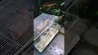 5 Lovebird zozc 😀