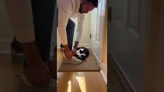Cat Blocks The Door Again #viral #shorts #trending #fyp #cat #hallway #animals