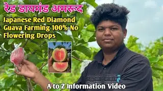 Red Diamond Guava 100% No Flowers Drops || Full Information And रेड डायमंड अमरूद Amrud ki kheti