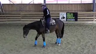Tejons Dunit