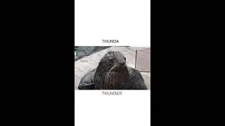 Lightning Before da thunder #youtubeshorts #meme #animals #Seals #capcut #cute #funny
