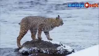 Most Amazing Lynx AND Bobcat Hunting Skills   Attack! Compilation