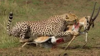 Leopard Hunting Skills | Leopard Hunting Prey