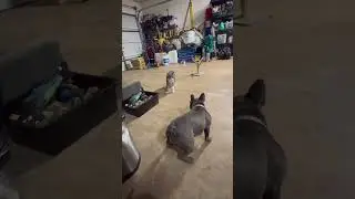 #DogsAndCats #frenchie  #DogAndCatLove #FurBabies #PetSquad #BestFurFriends #PetComedy #FurryChaos