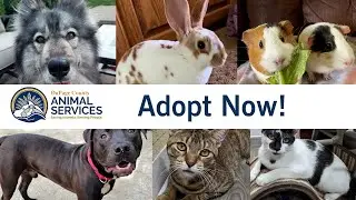 DuPage County Animal Services Needs Adopters and Fosters Now!