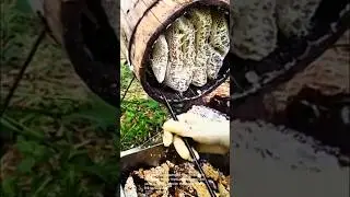 Harvesting honey: traditional beekeeping from a barrel