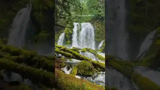 Pacific Northwest forests are good for the soul. #travel #nature #waterfall #relaxation #pnw #shorts