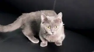 Permium cat scratch tape