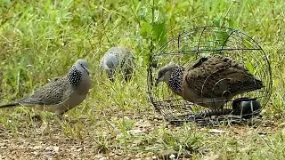 Dove Trap - catch an underground forest pigeon & New King Of Trap Technique
