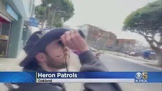 Oakland Zoo Heron Rescue Team Resume Patrols Near Lake Merritt