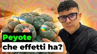 Quali sono gli effetti del Peyote e della Mescalina?