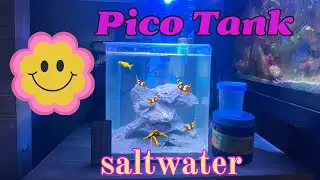 💙Saltwater Pico Tank 💙 🤩