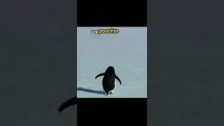 What&rsquo;s say penguin ?🥲 #penguin #solotrip #trendingshorts