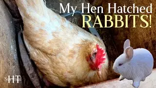 My Hen Hatched Rabbits! You Have to see this...