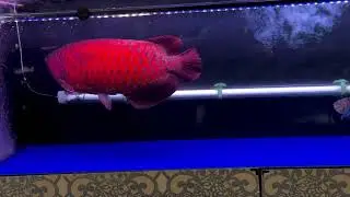 キングコング20251219キングコングRedV3