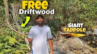 Collecting DRIFTWOOD For My FISH ROOM || caught GIANT Tadpole 🤯