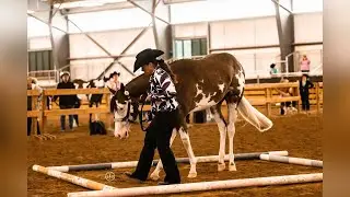AQHA APHA NSBA “Stetson and Steel” show clips