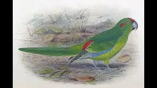 Lord Howe Parakeet Song