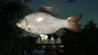 Midweek Tournament am Kupfersee: Kvolsdorfsky Schleie, Schleie, Karausche und Giebel