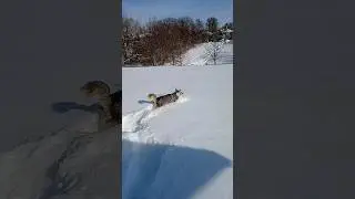 adorable husky running through 3 feet  snow tall dog park #fun #puppy #dog Toronto Canada @CP24