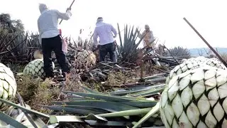 Discover the Making of Mexican Agave Sugar (Video)